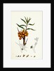 Hippophyäe Rhamnoides Sea Buckthorn by Anonymous