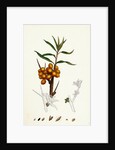 Hippophyäe Rhamnoides Sea Buckthorn by Anonymous