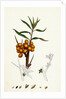Hippophyäe Rhamnoides Sea Buckthorn by Anonymous