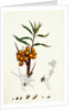 Hippophyäe Rhamnoides Sea Buckthorn by Anonymous