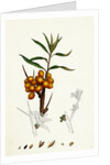 Hippophyäe Rhamnoides Sea Buckthorn by Anonymous