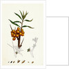 Hippophyäe Rhamnoides Sea Buckthorn by Anonymous
