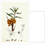 Hippophyäe Rhamnoides Sea Buckthorn by Anonymous