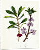 Daphne Mezereum Mezereon by Anonymous