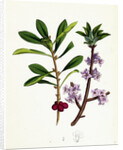 Daphne Mezereum Mezereon by Anonymous