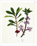 Daphne Mezereum Mezereon by Anonymous