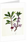 Daphne Mezereum Mezereon by Anonymous