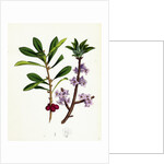 Daphne Mezereum Mezereon by Anonymous