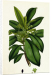 Daphne Laureola Spurge Laurel by Anonymous