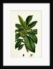 Daphne Laureola Spurge Laurel by Anonymous