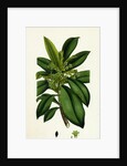 Daphne Laureola Spurge Laurel by Anonymous