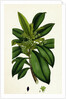 Daphne Laureola Spurge Laurel by Anonymous