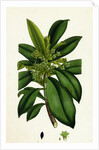 Daphne Laureola Spurge Laurel by Anonymous