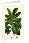 Daphne Laureola Spurge Laurel by Anonymous