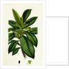 Daphne Laureola Spurge Laurel by Anonymous