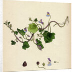 Linaria Cymbalaria Ivy-Leaved Toadflax by Anonymous