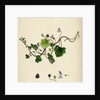 Linaria Cymbalaria Ivy-Leaved Toadflax by Anonymous