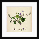 Linaria Cymbalaria Ivy-Leaved Toadflax by Anonymous