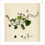 Linaria Cymbalaria Ivy-Leaved Toadflax by Anonymous