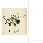 Linaria Cymbalaria Ivy-Leaved Toadflax by Anonymous