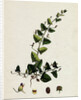 Linaria Elatine Sharp-Leaved Fluellin by Anonymous