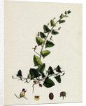 Linaria Elatine Sharp-Leaved Fluellin by Anonymous