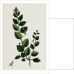 Linaria Spuria Round-Leaved Fuellin by Anonymous