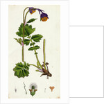 Geum Rivale Water Avens by Anonymous