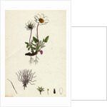 Dryas Octopetala Mountain Avens by Anonymous