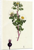 Rosa Spinosissima Common Burnet-Rose by Anonymous