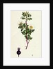 Rosa Spinosissima Common Burnet-Rose by Anonymous