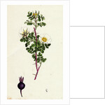 Rosa Spinosissima Common Burnet-Rose by Anonymous