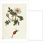 Rosa Rubella Red Fruited Burnet-Rose by Anonymous