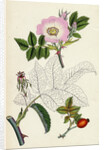 Rosa Canina Common Dog-Rose by Anonymous