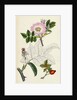 Rosa Canina Common Dog-Rose by Anonymous