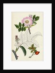 Rosa Canina Common Dog-Rose by Anonymous