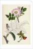 Rosa Canina Common Dog-Rose by Anonymous