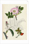 Rosa Canina Common Dog-Rose by Anonymous