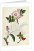 Rosa Canina Common Dog-Rose by Anonymous