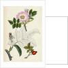 Rosa Canina Common Dog-Rose by Anonymous