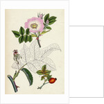 Rosa Canina Common Dog-Rose by Anonymous