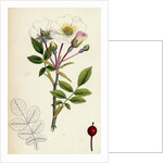 Rosa Arvensis White-Flowered Trailing Rose by Anonymous