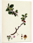 Cotoneaster Vulgaris Common Cotoneaster by Anonymous