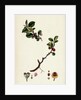 Cotoneaster Vulgaris Common Cotoneaster by Anonymous