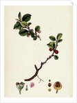 Cotoneaster Vulgaris Common Cotoneaster by Anonymous