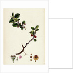 Cotoneaster Vulgaris Common Cotoneaster by Anonymous