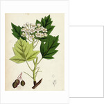 Pyrus Torminalis Wild Service-Tree by Anonymous