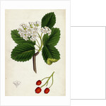 Pyrus Eu-Aria Common White-Beam by Anonymous