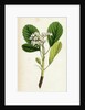 Pyrus Rupicola Rock White-Beam by Anonymous