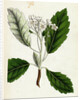 Pyrus Scandica Lobed-Leaved White-Beam by Anonymous
